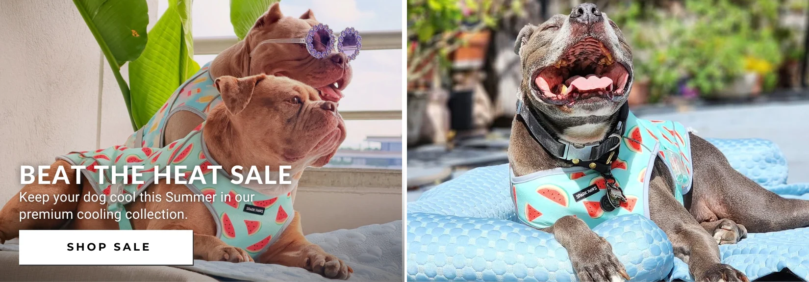 Elevated Style for Every Paw