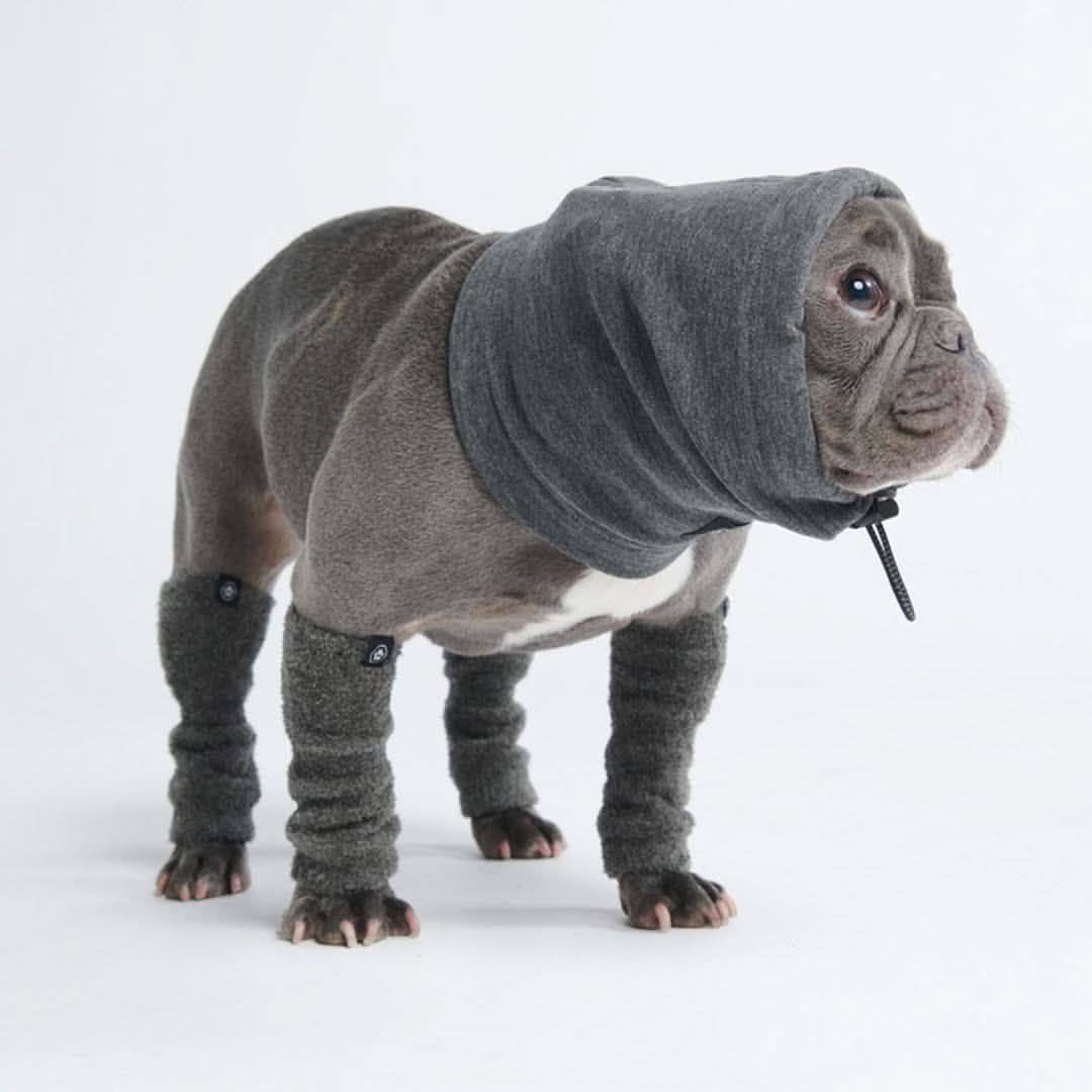 Anxiety Calming Dog Earmuff Protector - Image 7