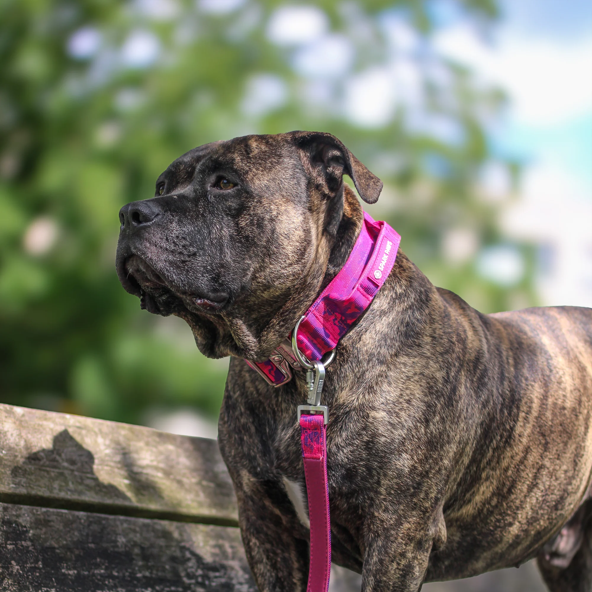 Comfort Control Collar and Multipurpose Leash Set - Fuchsia Camo - Image 7