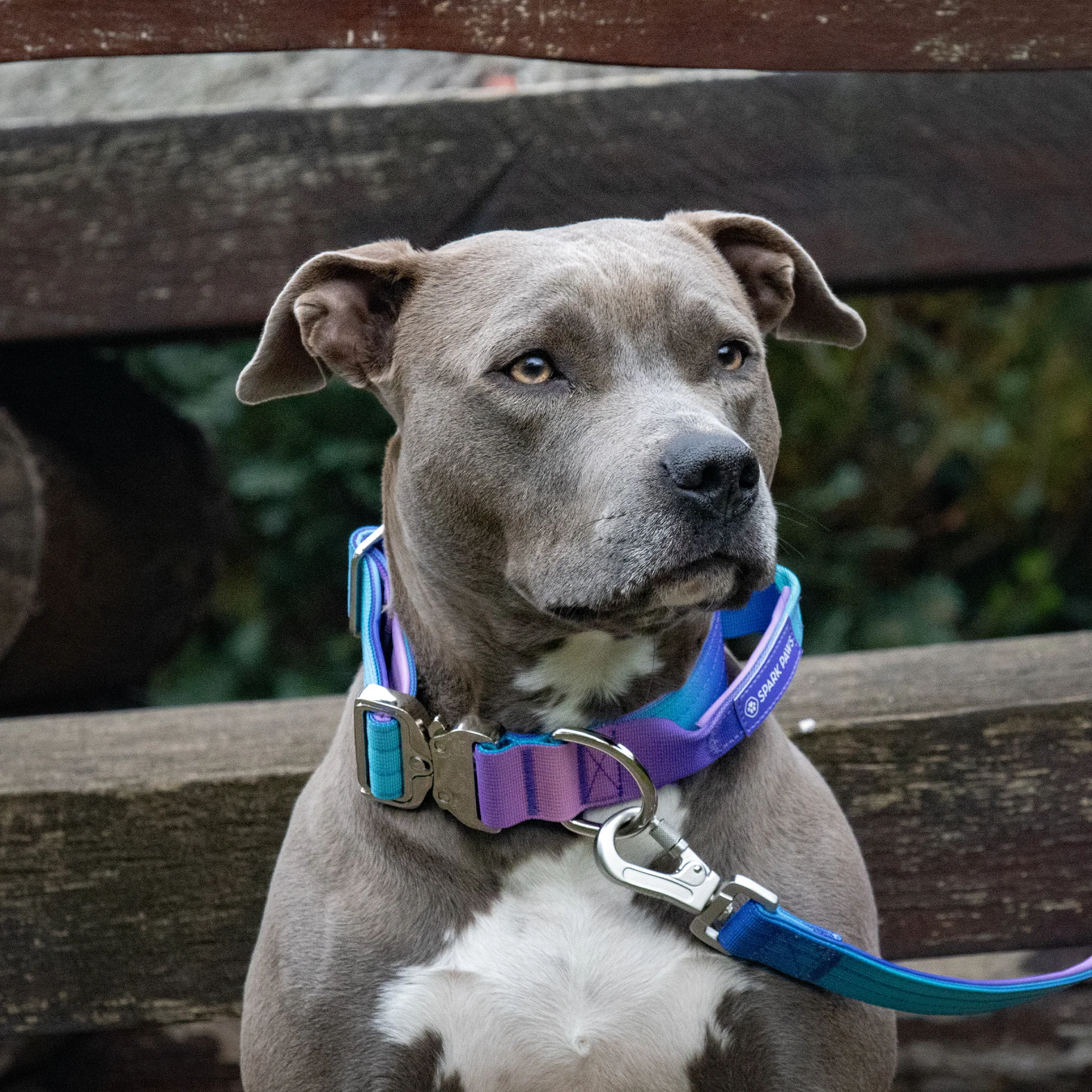 Comfort Control Collar and Multipurpose Leash Set - 90s Retro - Image 7