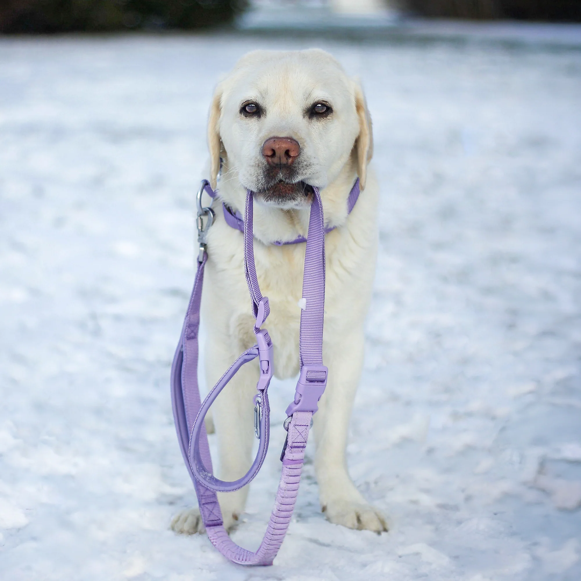 Comfort Control Collar and Multipurpose Leash Sets - Image 49