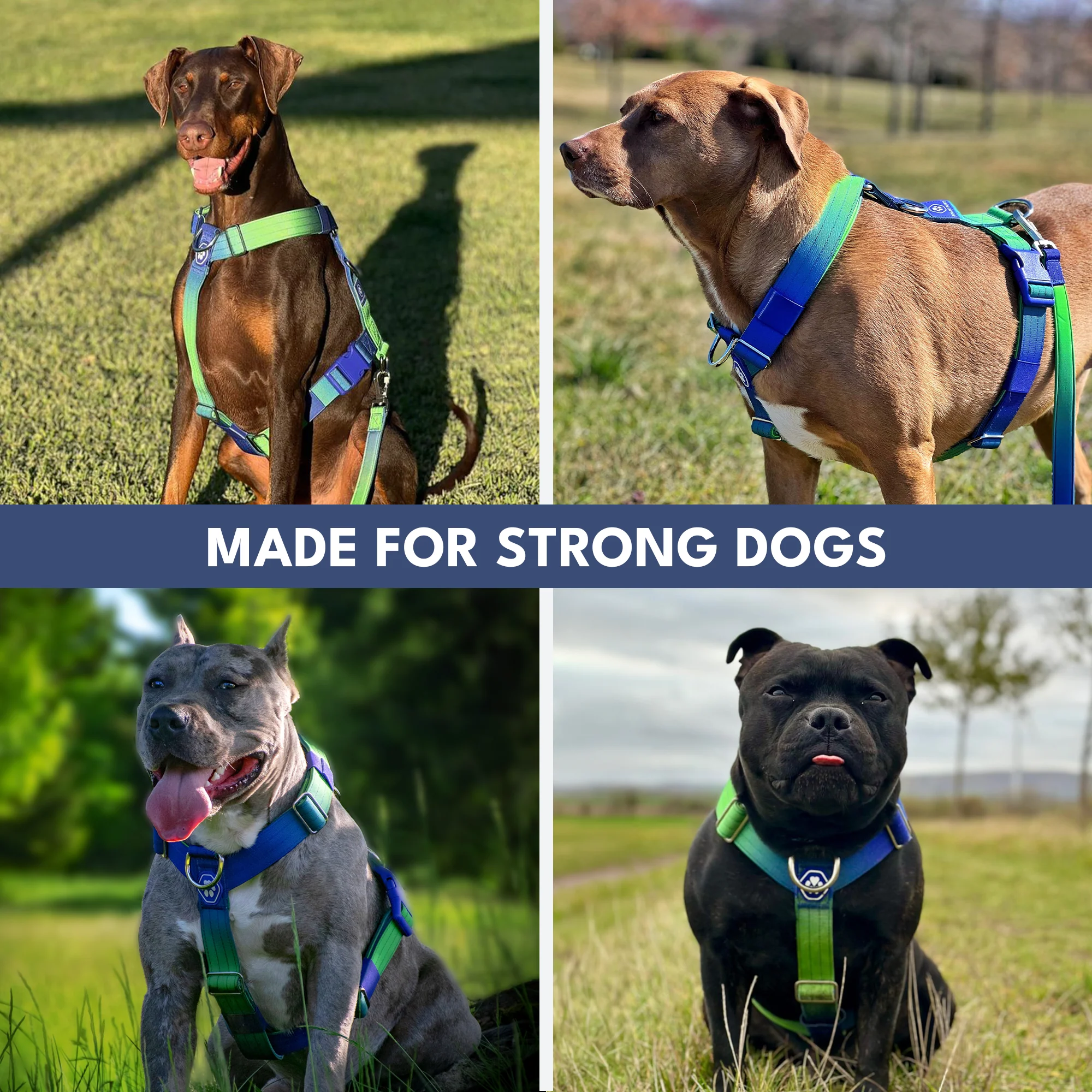 Comfort Control No-Pull Dog Harness - Lime Wave - Image 7