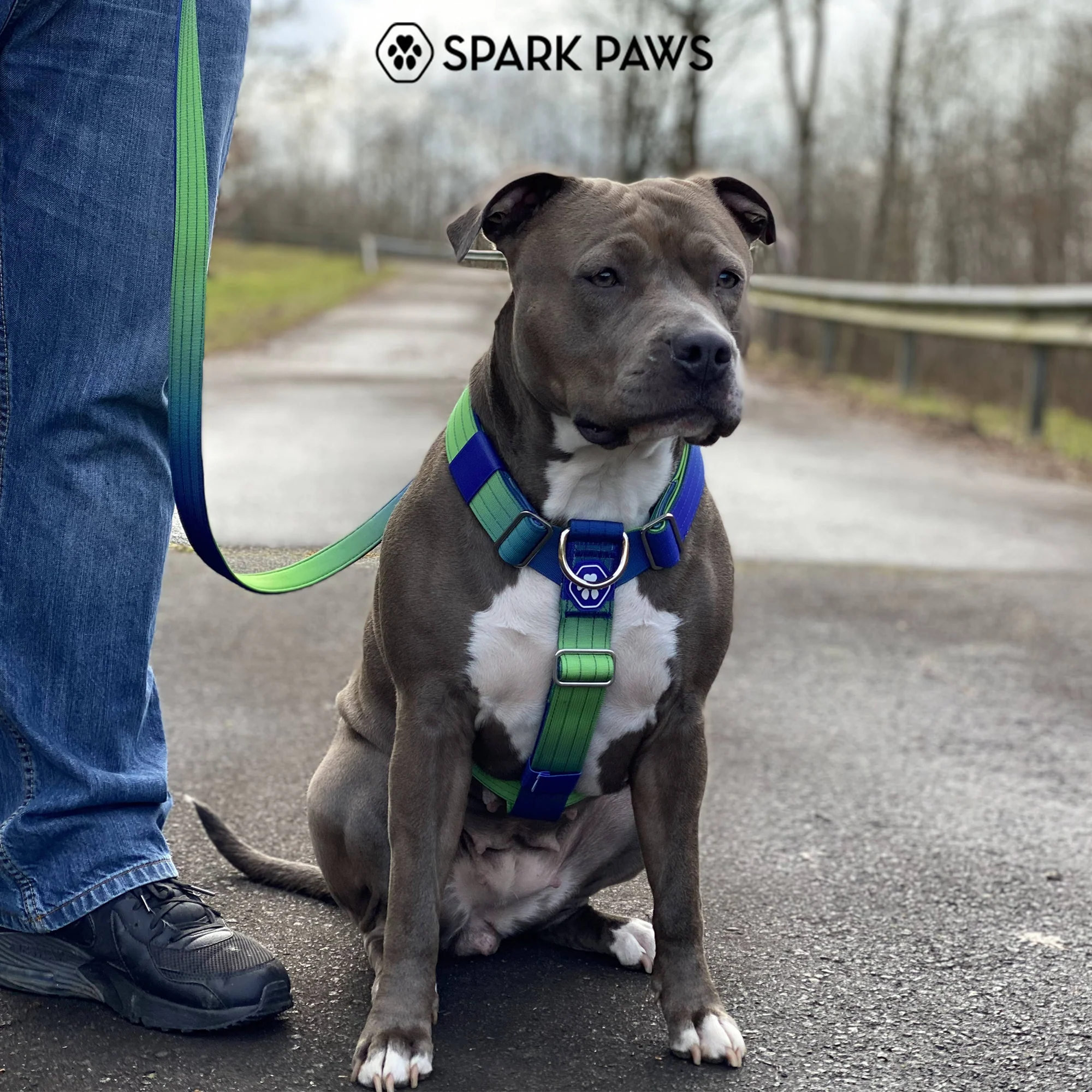 Comfort Control No-Pull Dog Harness - Lime Wave - Image 8