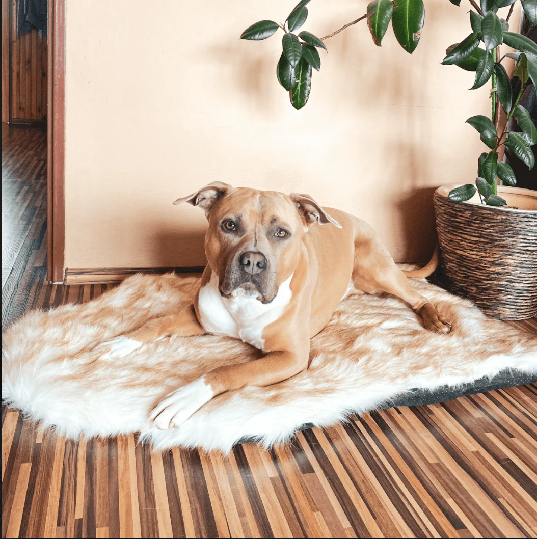 Faux Fur Memory Foam Rug Dog Bed