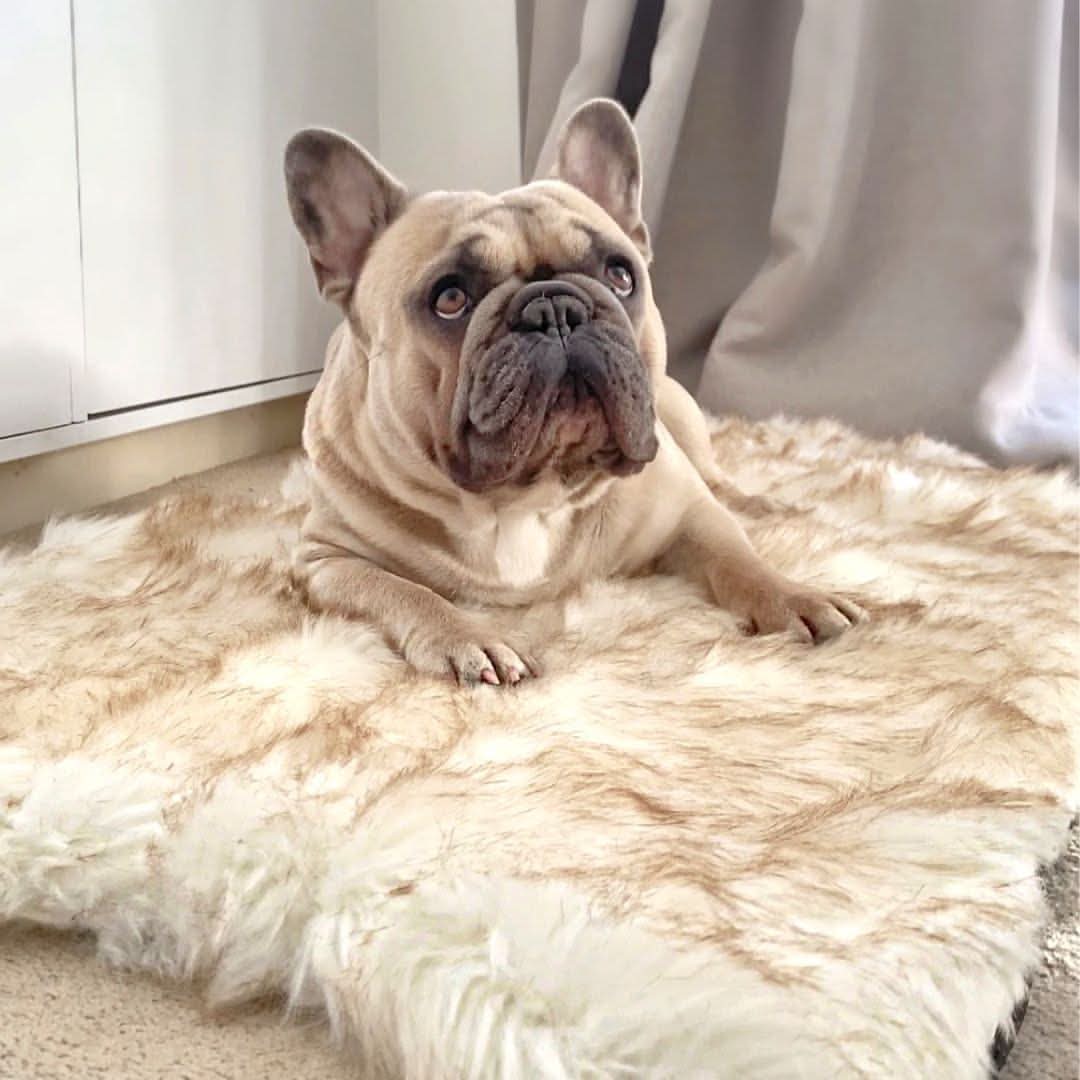 Faux Fur Memory Foam Rug Dog Bed - Image 6