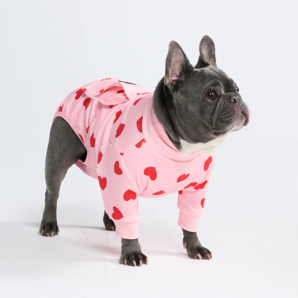 Dog Surgical Suit - Image 144