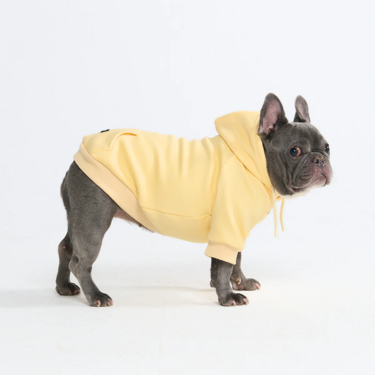 Essential Dog Hoodie - Buttercream - Image 5