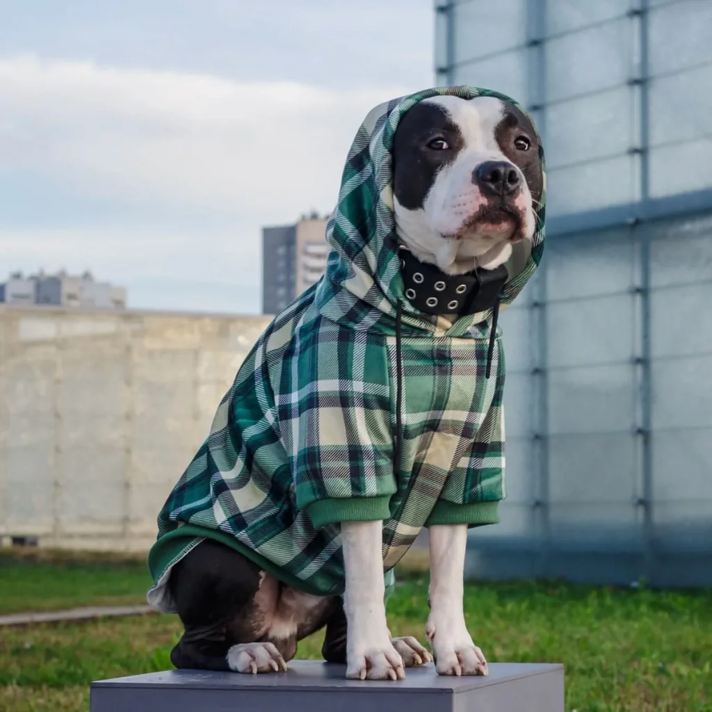 Green Plaid Dog Hoodie - Image 11