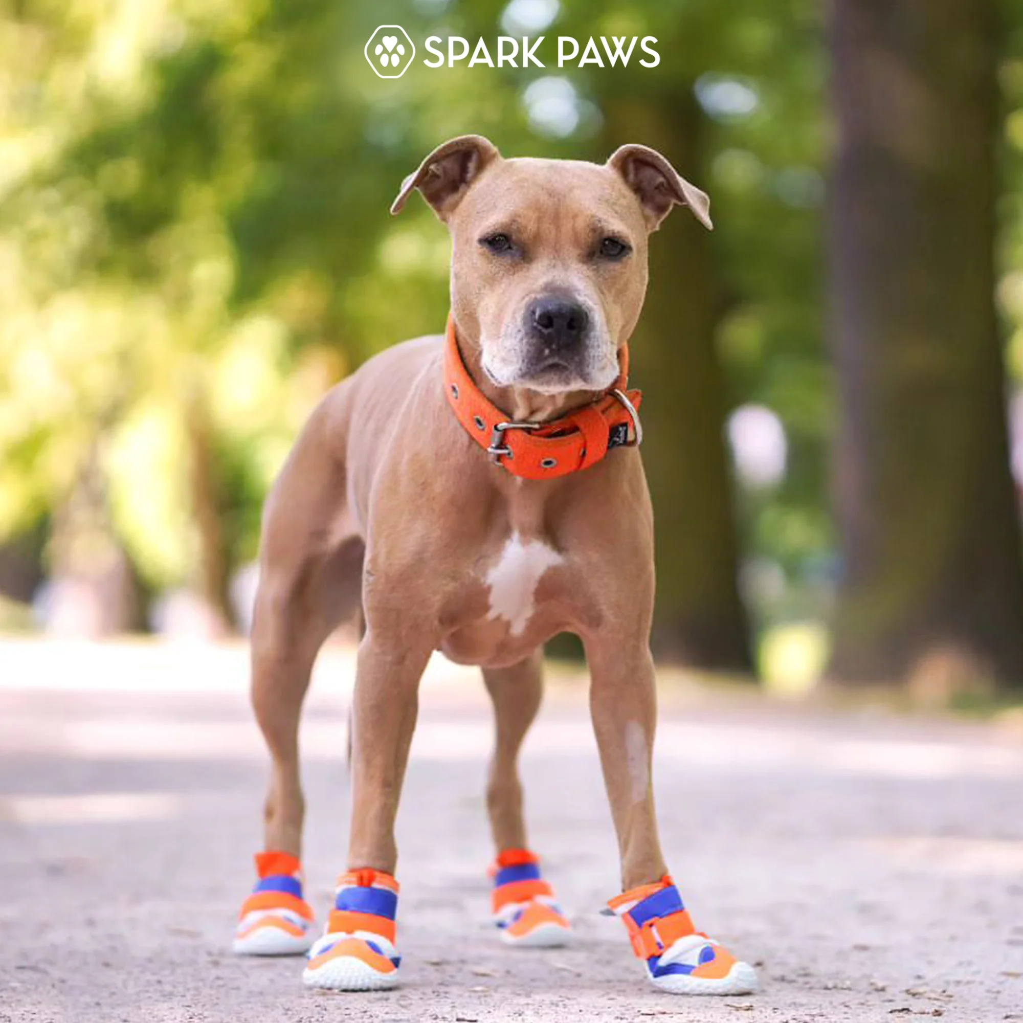 Hot Pavement Pawtector Dog Shoes - Image 24