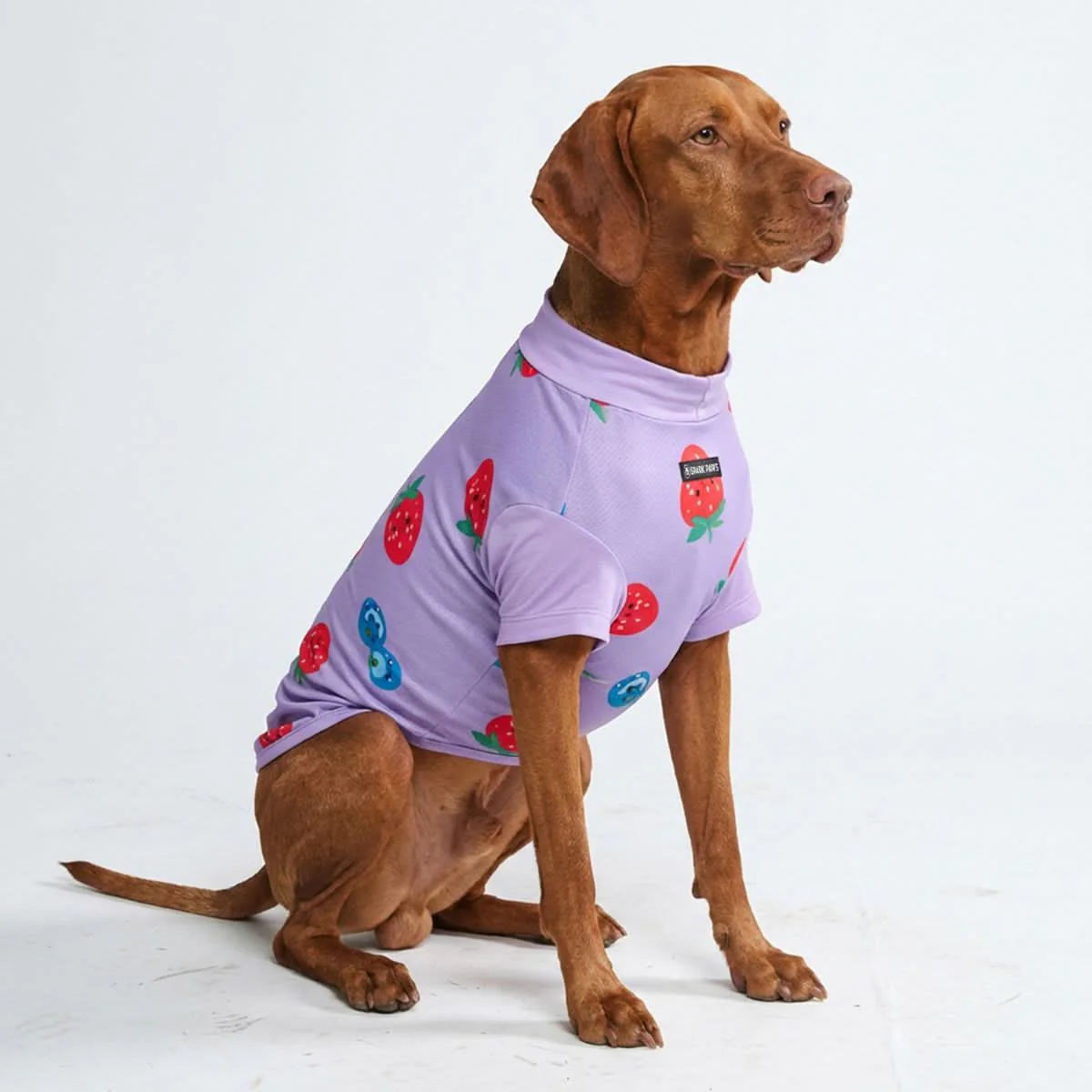 Sunblock Dog T-Shirt - Prints - Image 25