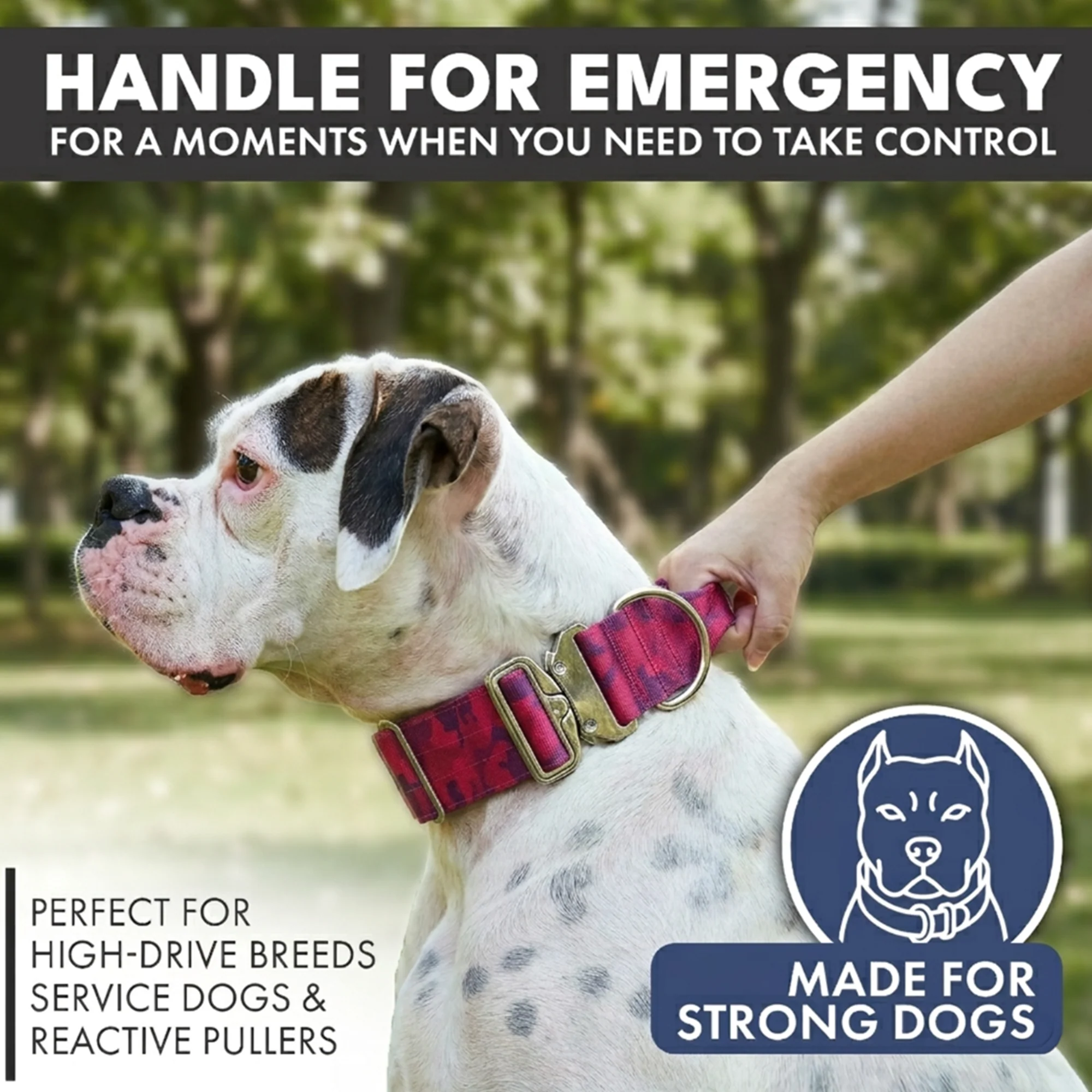 Comfort Control Dog Collar Sets - Image 51