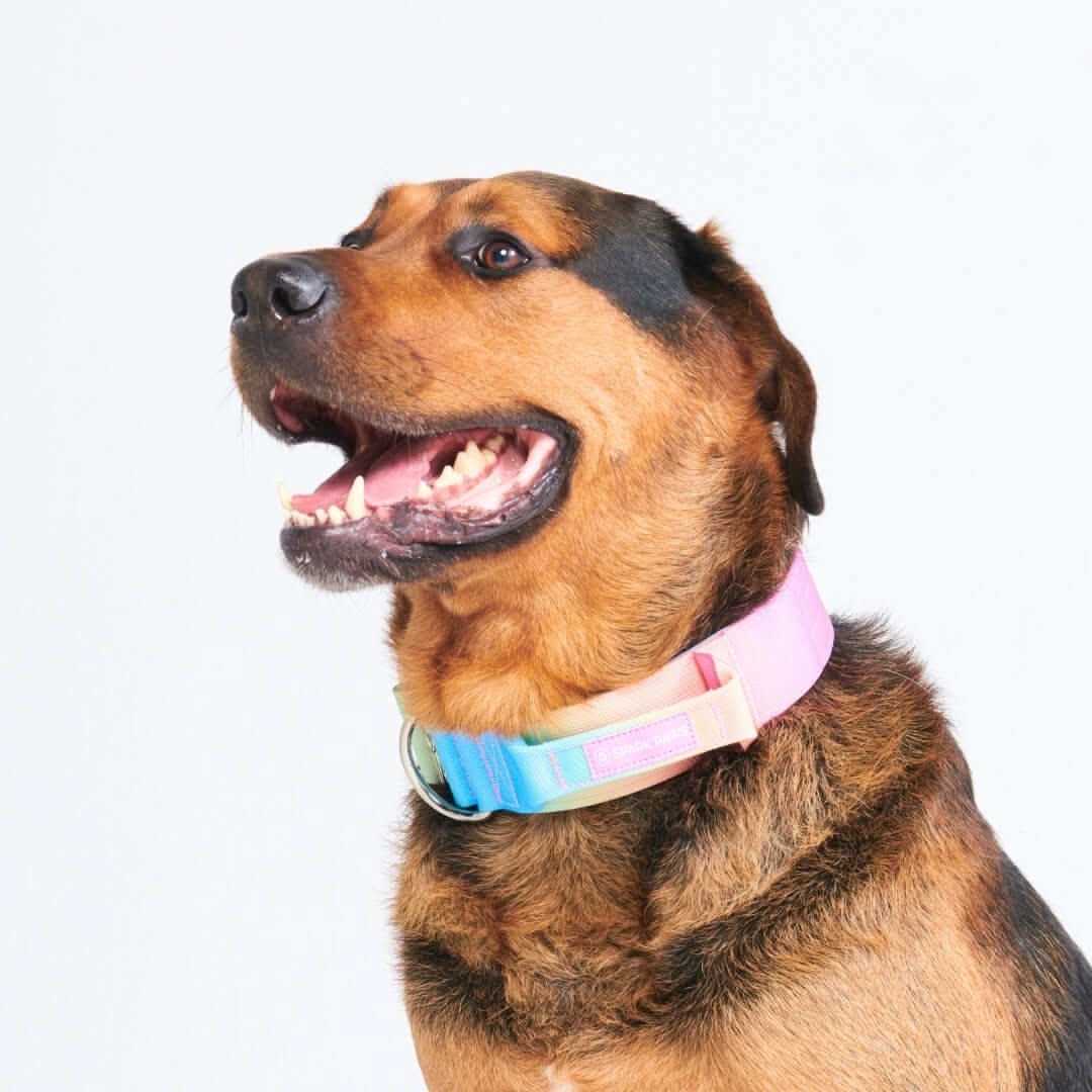 Comfort Control Dog Collars - Image 15