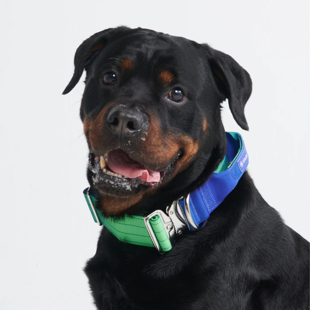 Comfort Control Dog Collars - Image 33
