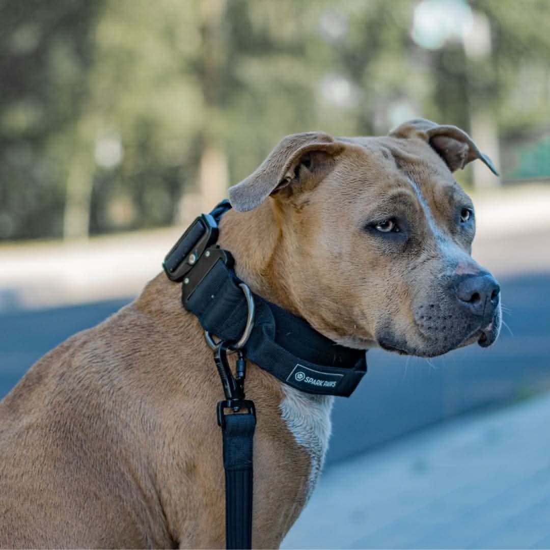 Comfort Control Dog Collars - Image 41