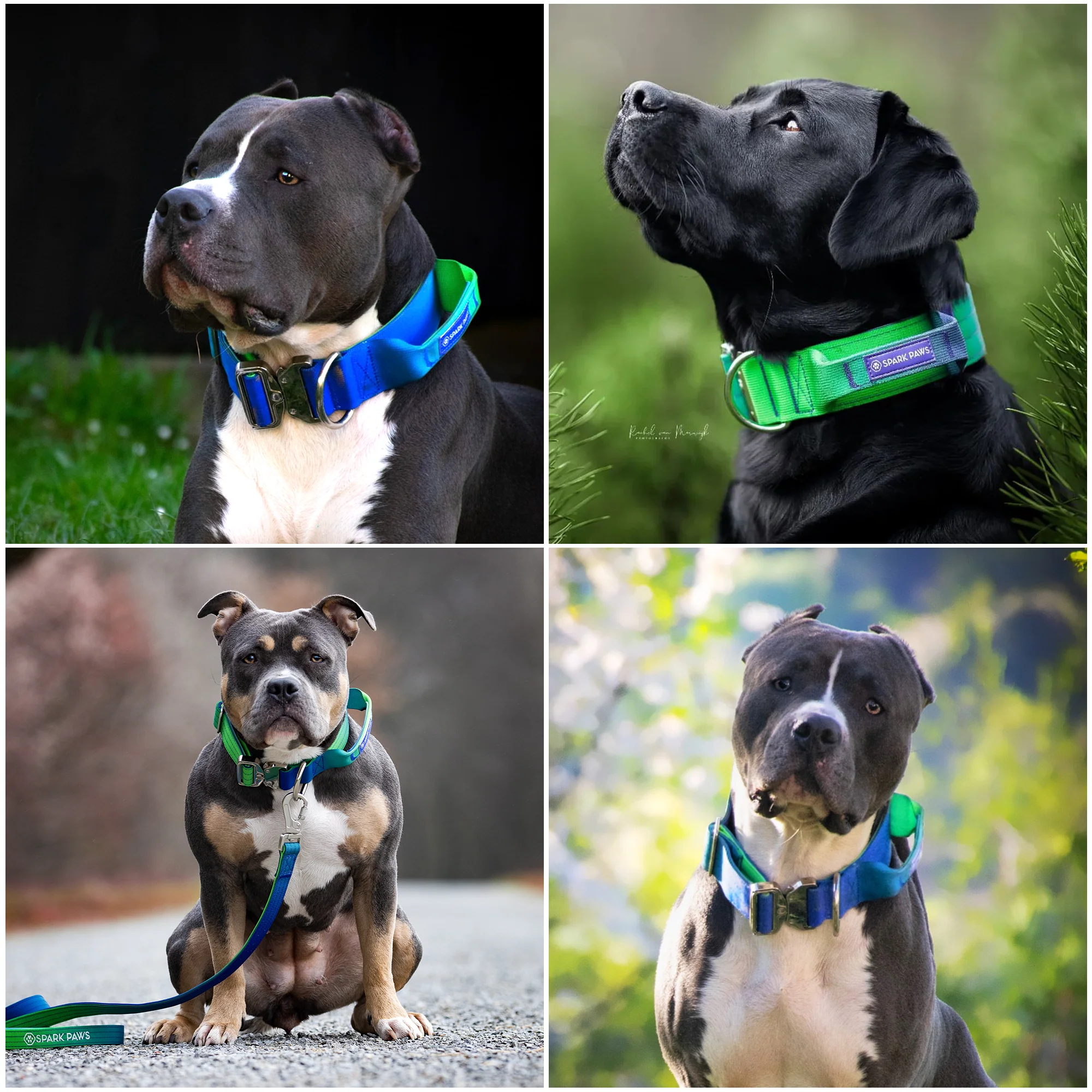 Comfort Control Collar - Lime Wave - Image 6