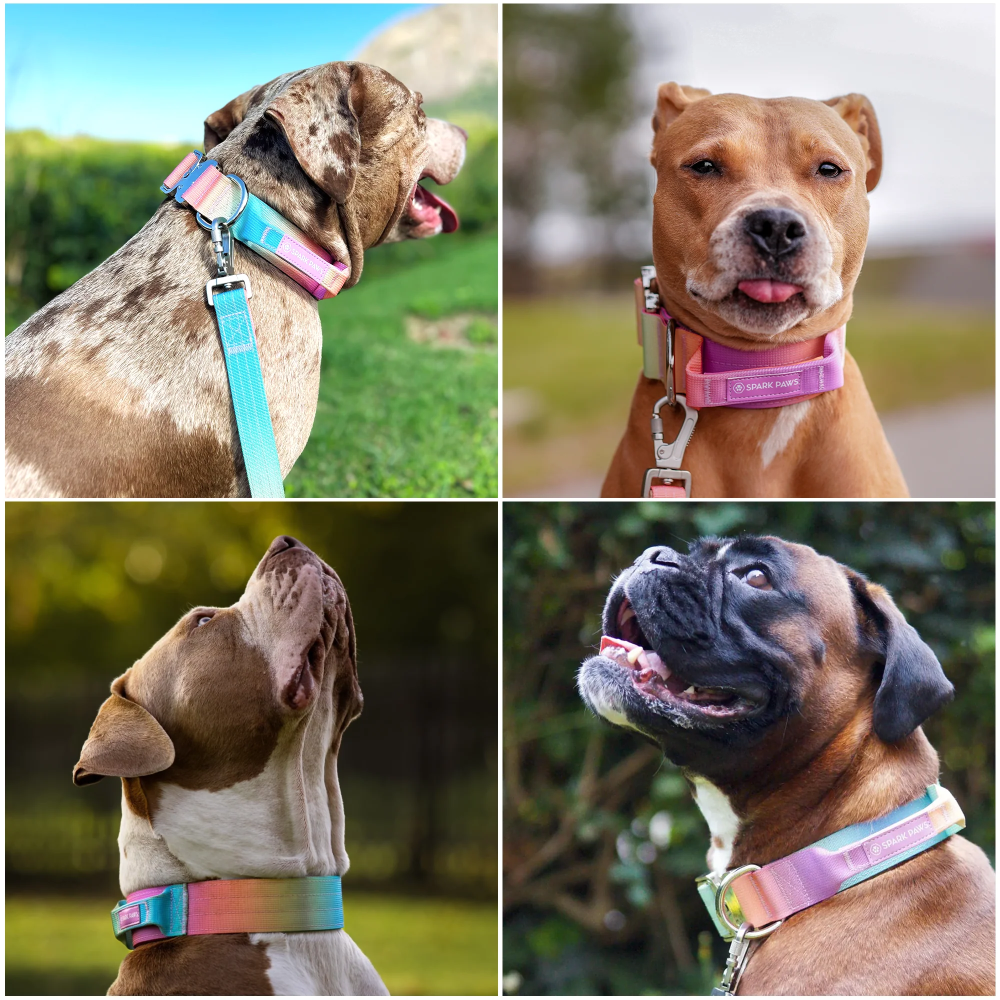 Comfort Control Collar - Pastel Icing - Image 6